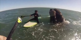 Walvissen zwemmen tussen paddleboarders in Argentinië