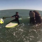 Walvissen cirkelen tussen paddleboarders in Argentinië