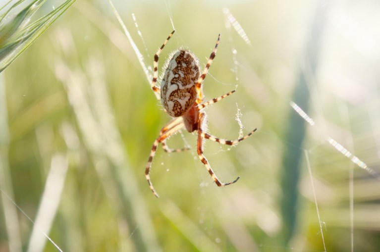 Hoogtevrees, spinnen en bruggen: die kleine angsten op reis