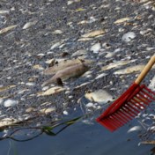 Giftige algen zijn allicht oorzaak massale vissterfte Duits-Poolse rivier