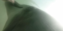 Camera op rug van jagende dolfijn geeft unieke inkijk in het leven onder water