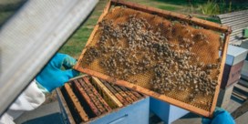 Ook bijen voelen de droogte: ‘Ik oogstte nooit eerder zulke stroperige honing’