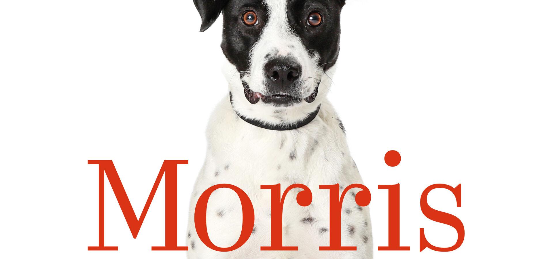 De hond Houdini. De concerten van de week