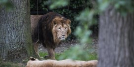 Leeuw doodt ‘dief’ in dierentuin Ghana