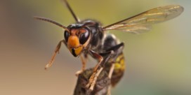 Aziatische hoornaar krijgt zender en verklikt waar nesten zitten