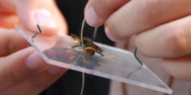 Aziatische hoornaar krijgt zender en verklikt zo waar nesten zitten
