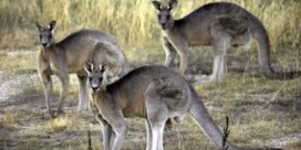 Voor het eerst sinds 1936 dode door kangoeroe in Australië