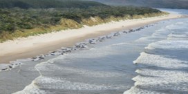230 walvissen spoelen aan op strand in Tasmanië