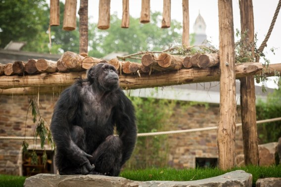 Trouwe abonnee die ‘relatie’ had met aap niet meer welkom in Antwerpse Zoo