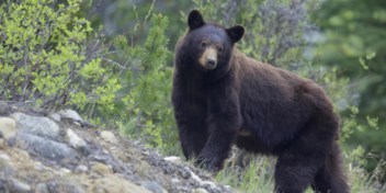 Buurtbewoners Canadees nationaal park moeten fruitbomen verwijderen die beren aantrekken