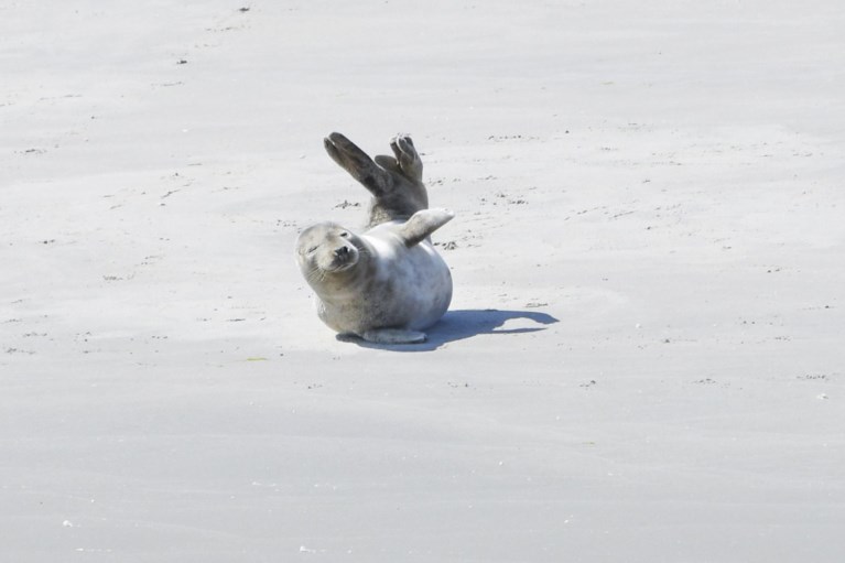 Sea Life maakt zich weinig zorgen om zeehond in Gentse binnenstad