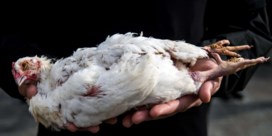 ‘Miljoenen’ dieren in Vlaamse veeteelt sterven nog voor de slacht