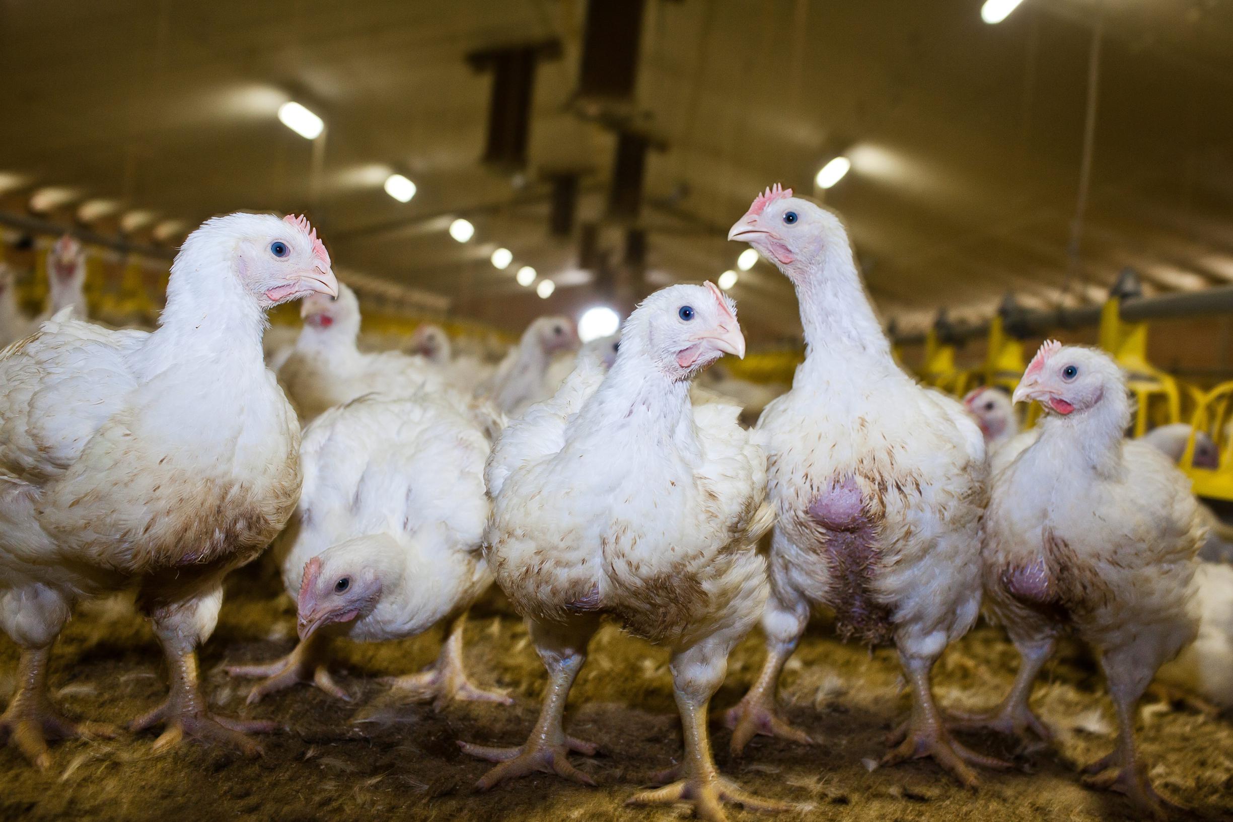 Kippenbedrijf Getroffen Door Vogelgriep (Wingene) | De Standaard