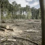 Bosbeheer in Vlaanderen: voor één keer is niet geld, maar ruimte het probleem