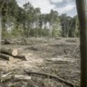 Sinds 2019 werd 792,9 hectare bos gekapt. 