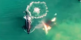 Helikopter filmt hoe troep orka’s witte haaien verscheurt