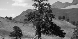 Een dag uit het leven van Adonis, wellicht de oudste boom van Europa