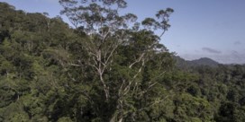 Wetenschappers bereiken hoogste boom van Amazonegebied