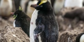 Bedreigde pinguïn broedt nooit zijn eerste ei uit