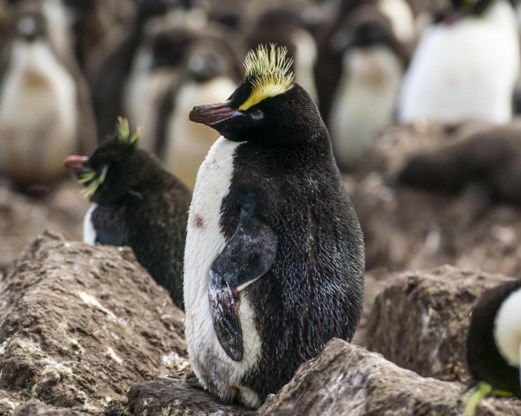 Bedreigde pinguïn broedt nooit zijn eerste ei uit 