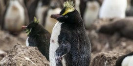 Bedreigde pinguïn broedt eerste ei nooit uit