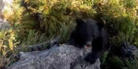Bergbeklimmer ontsnapt aan aanval van beer