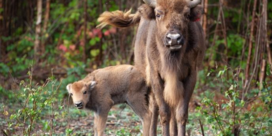 Eerste wilde bizon in duizenden jaren tijd geboren in Britse bossen