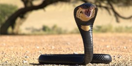 Cobra die uit Zweedse zoo ontsnapte geeft zichzelf na 7 dagen aan