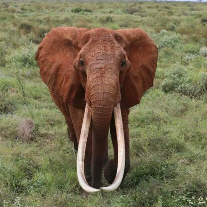 Grootste wijfjesolifant van Afrika overleden