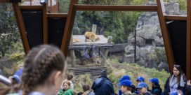 Vijf leeuwen breken uit in Australische zoo