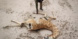 Honderden gnoes, zebra’s en olifanten sterven door droogte in Kenia
