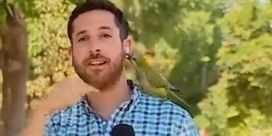 Papegaai steelt earpod-oortje van reporter tijdens live verslag