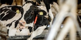 Hennep maakt koeien high: wat betekent dat voor hun melk? 