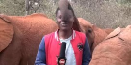 Nieuwsgierige olifant verstoort liveverslag in Kenia