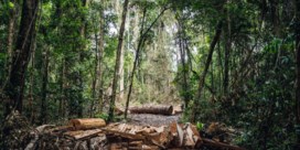 Wordt ‘Opec voor regenwouden’ keerpunt voor ontbossing?
