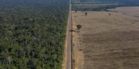 Wordt ‘Opec voor regenwouden’ keerpunt voor ontbossing?