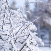 Temperaturen zakken met kans op winterse neerslag: ‘We gaan koude periode tegemoet’