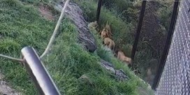 Zoo geeft video vrij van leeuwen die ontsnappen uit verblijf
