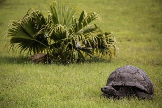 Oudste schildpad ter wereld viert 190ste verjaardag