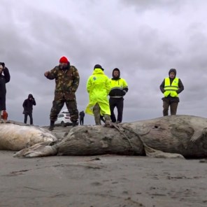 Duizenden Kaspische zeehonden spoelen dood aan op Russische kust