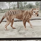 Resten van laatste Tasmaanse tijger na 85 jaar teruggevonden in kast