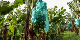 Grote supermarktketens beloven ‘leefbaar loon’ voor bananenplukkers tegen eind 2027