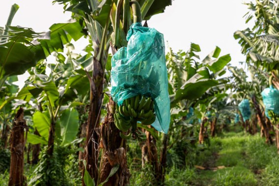 Grote supermarktketens beloven ‘leefbaar loon’ voor bananenplukkers tegen eind 2027