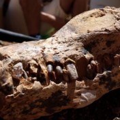 Paleontologen leggen 100 miljoen jaar oud skelet van zeereptiel bloot