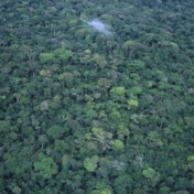 Kan de groene long van Congo de wereld redden?