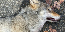 Wolf doodgereden in Limburgse Hechtel-Eksel