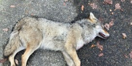 Wolf dood­gereden in Hechtel-Eksel