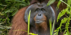 De orang-oetan, de tuinier van het regenwoud, gaat met de bomen ten onder