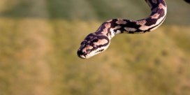Wetenschapper ontdekt clitoris bij slangen - en meteen ook zwart gat in onderzoek