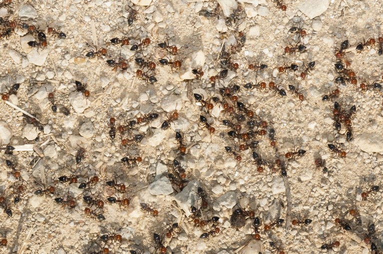 Rode schorpioenmier duikt voor het eerst op in België